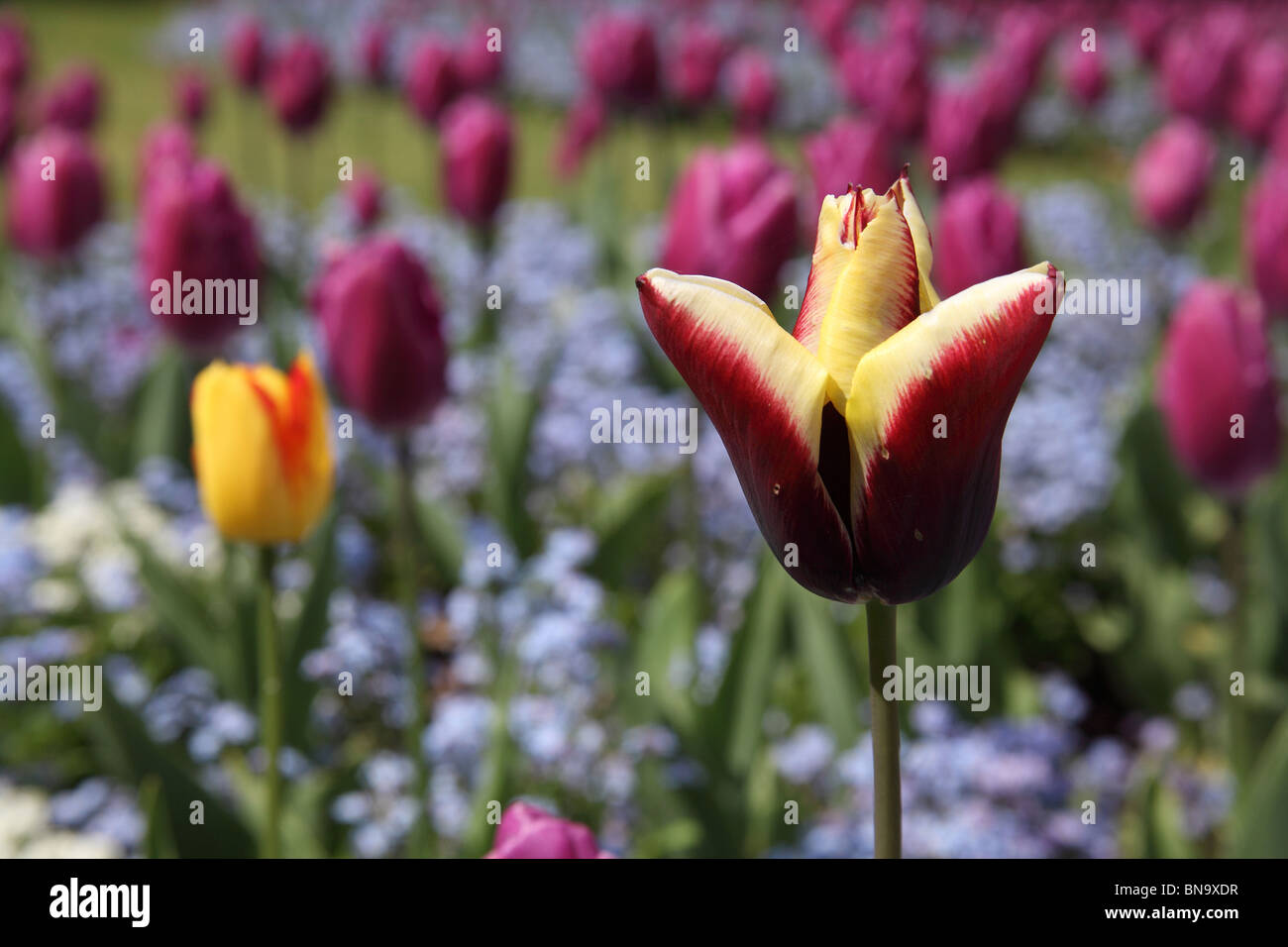 Walton Hall e giardini. Molla di vista russet tulipani colorati in piena fioritura a Walton Hall Gardens. Foto Stock
