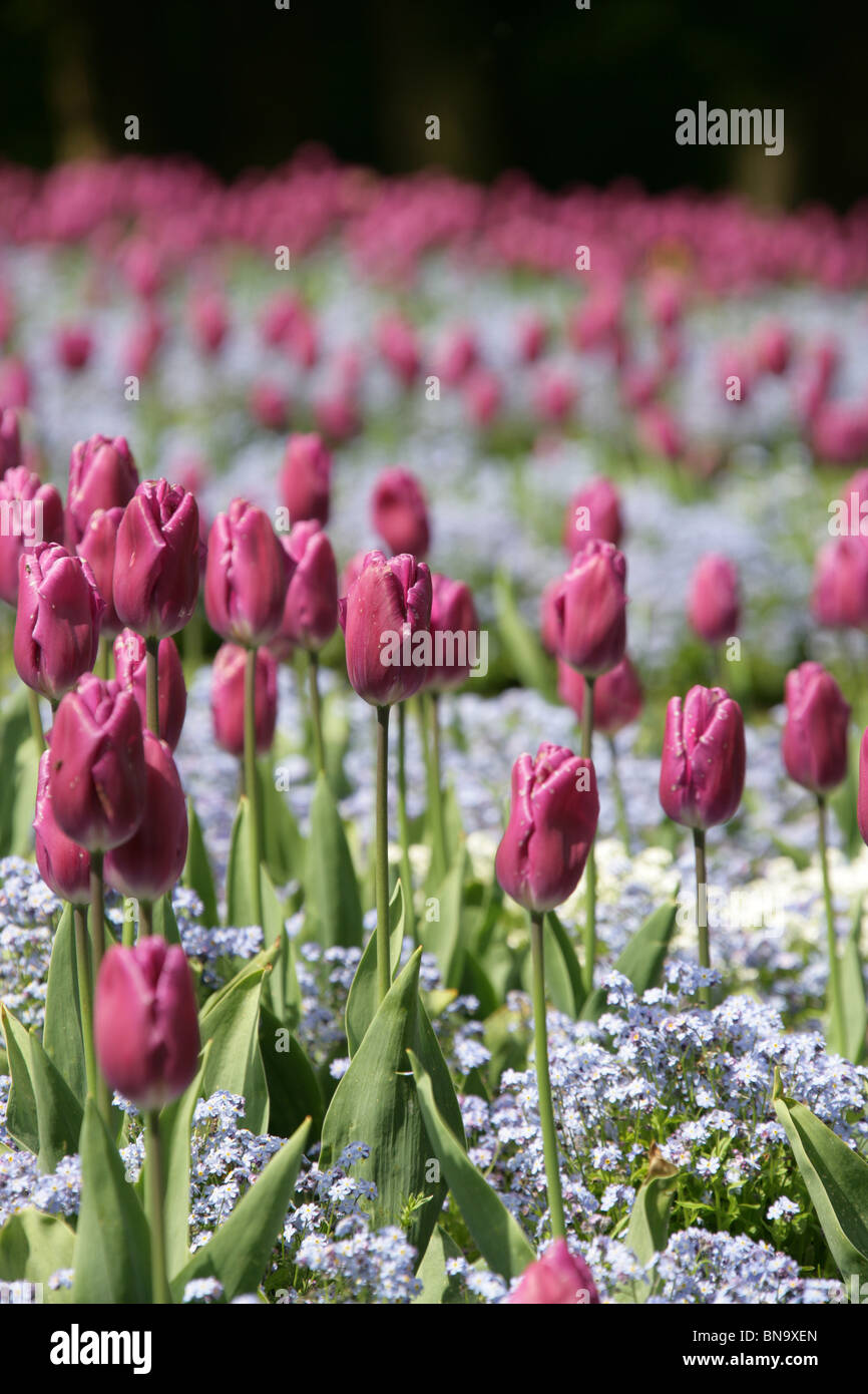 Walton Hall e giardini. Vista la molla di colore viola i tulipani in piena fioritura a Walton Hall Gardens. Foto Stock