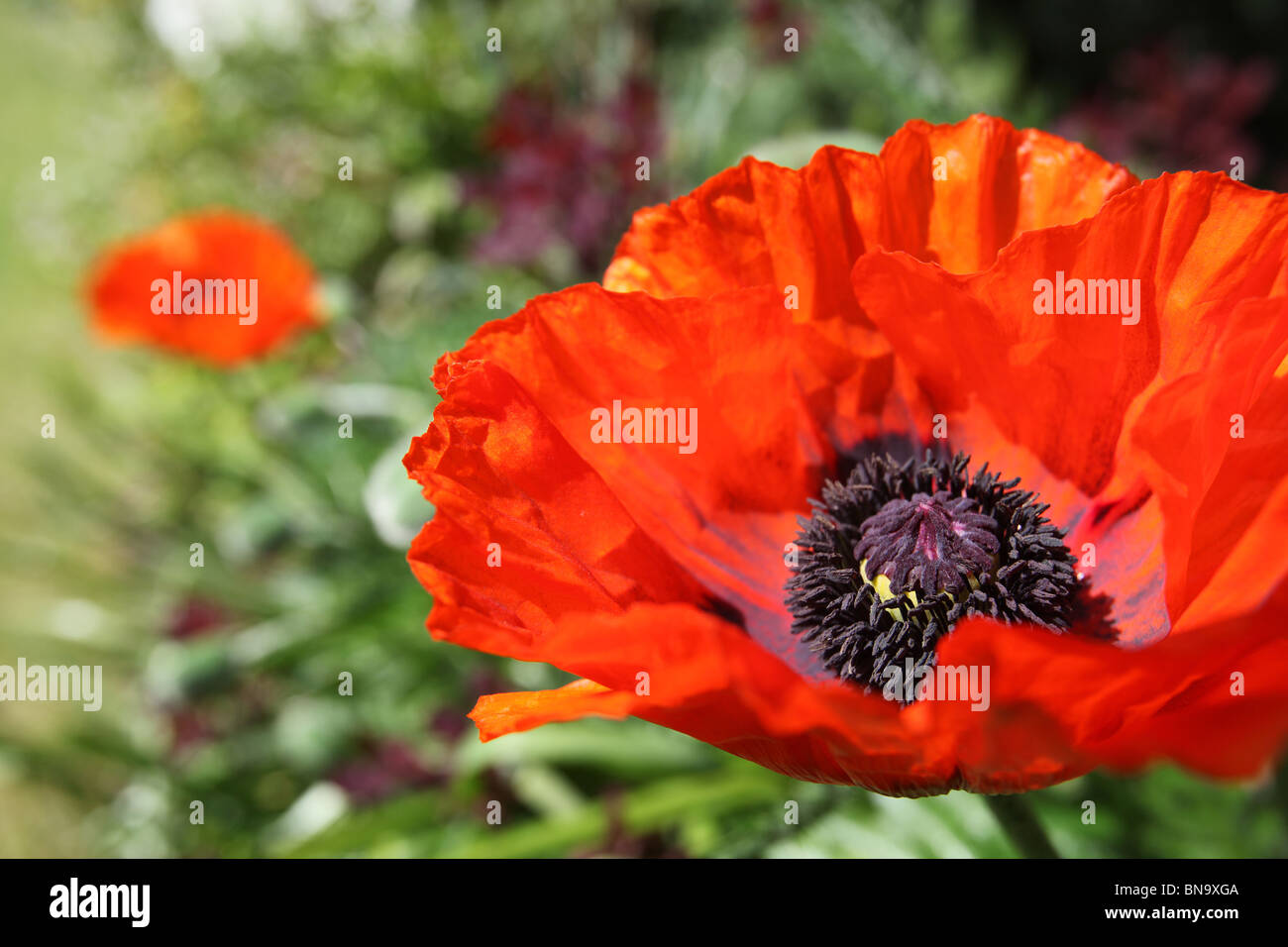 Il pianto del giardino di cenere, Inghilterra. Chiudere la molla vista di orange poppies in confini di pianto giardini di cenere. Foto Stock