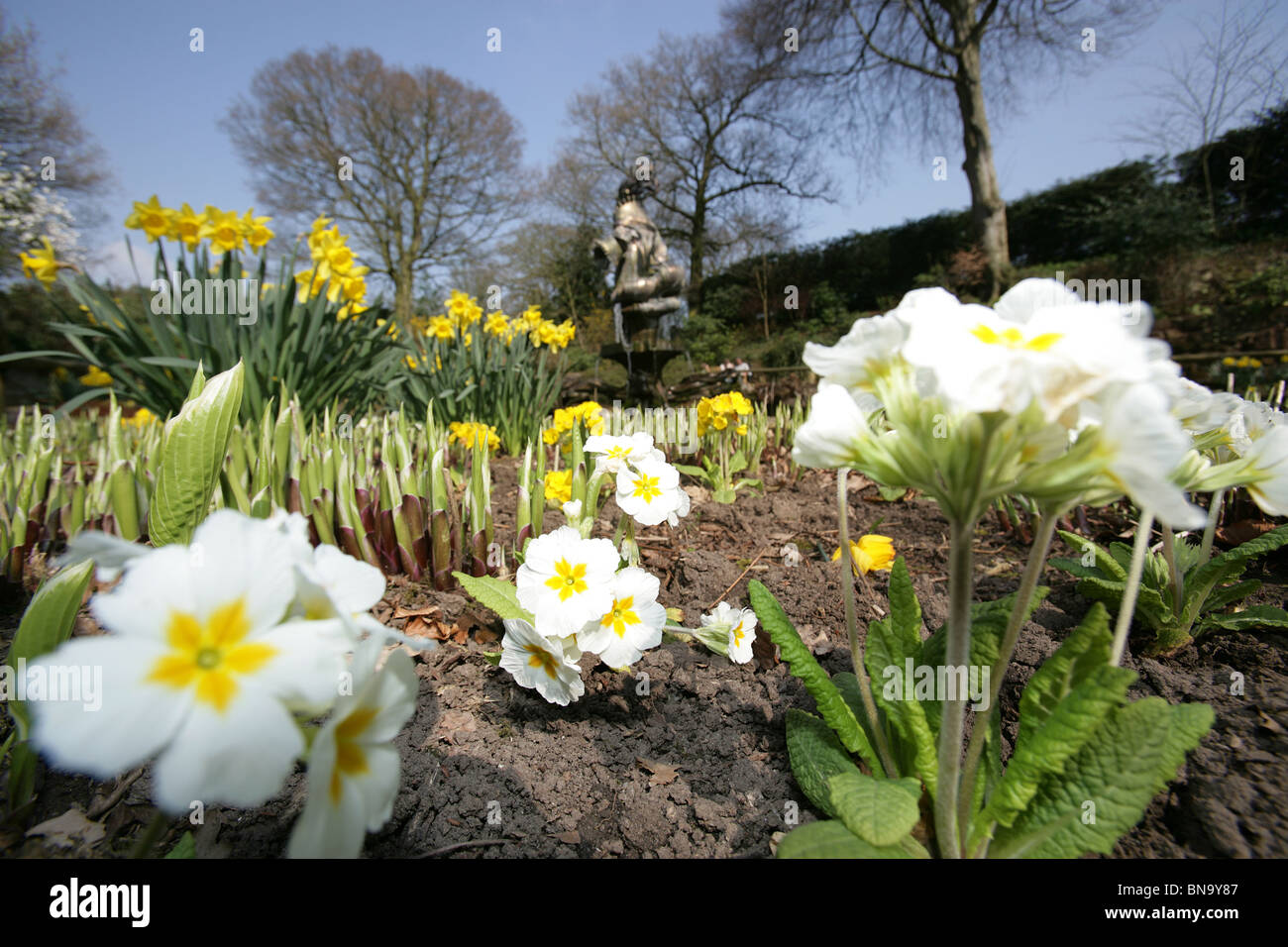 Chester giardini zoologici. Basso ad angolo vista a molla del bianco e del giallo primula a Chester Zoo Sunken Garden. Foto Stock