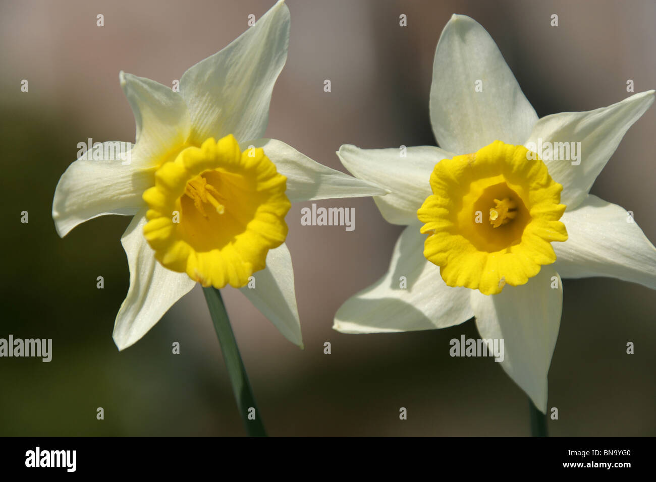 Cholmondeley Castle Gardens. Vista la molla di narcisi a Cholmondeley Castle Gardens con Cholmondeley Castle in background. Foto Stock