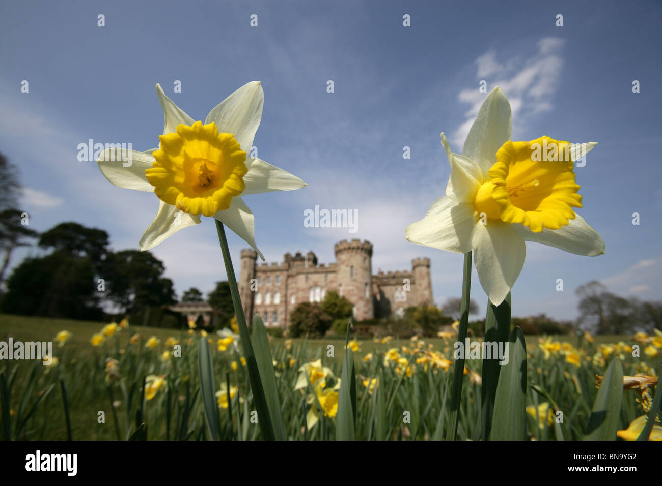 Cholmondeley Castle Gardens. Vista la molla di narcisi a Cholmondeley Castle Gardens con Cholmondeley Castle in background. Foto Stock