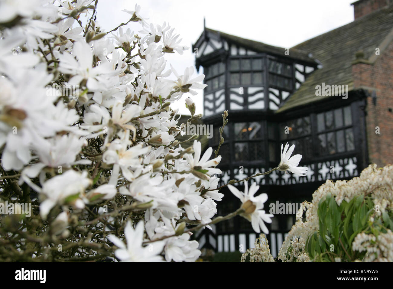 Gawsworth Old Hall, Inghilterra. Magnolia bianco in piena fioritura con la west elevazione di Gawsworth Old Hall in background. Foto Stock