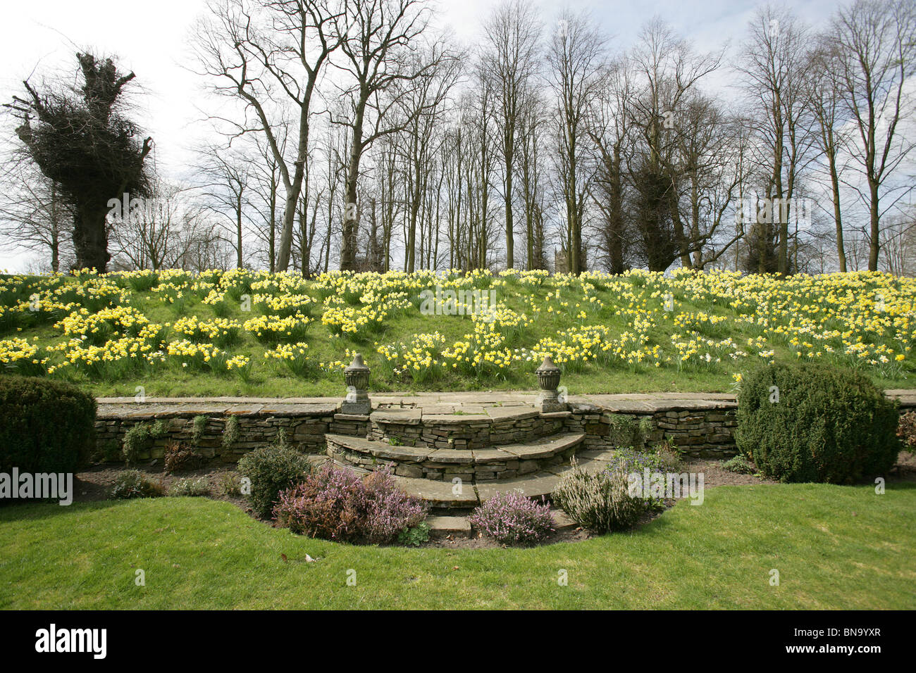 Gawsworth Old Hall, Inghilterra. I narcisi in fiore sulle rive di Gawsworth Old Hall gardens. Foto Stock