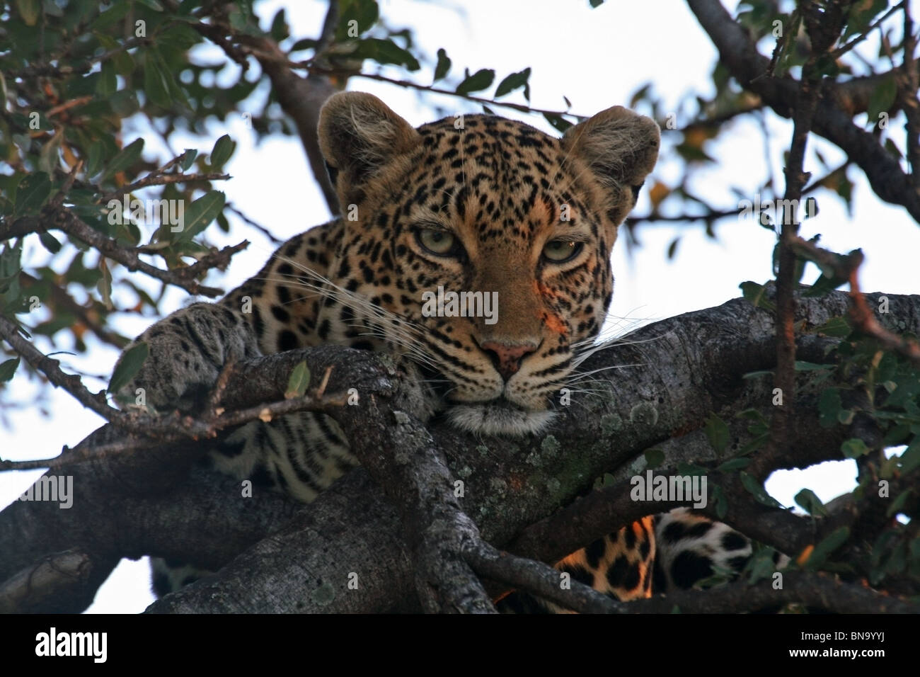 Un Leopard in appoggio su di un albero di fico in serata nella Riserva Nazionale di Masai Mara, Kenya, Africa orientale Foto Stock