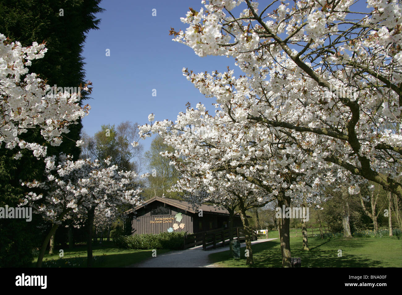 Jodrell Bank Arboretum, Inghilterra. Fiore di Ciliegio alberi in piena fioritura con la scoperta dell'ambiente Centro in background. Foto Stock