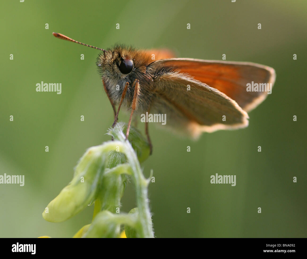 Piccola Skipper (Thymelicus sylvestris) FARFALLA Foto Stock