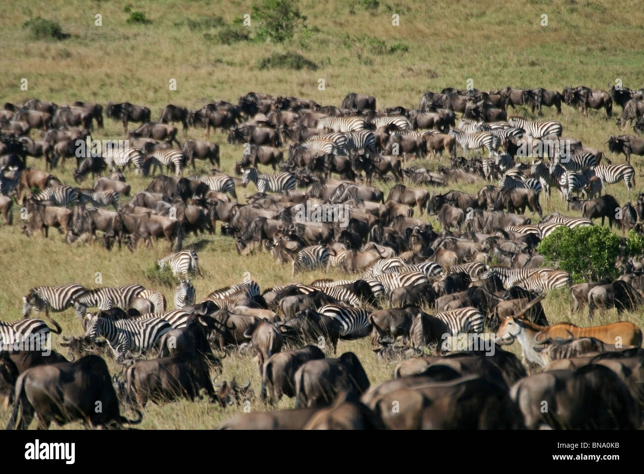 Migliaia di Wildebeests, zebre, Elands e gazzelle pascolano nella Riserva Nazionale di Masai Mara, Kenya, Africa orientale Foto Stock