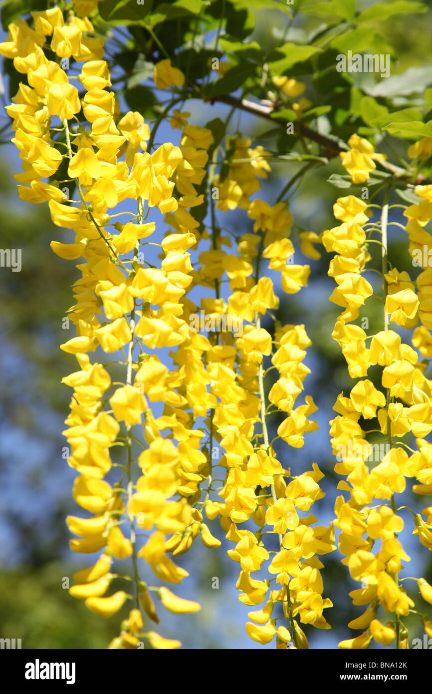 Norton Priory Museum & Gardens. Ad angolo basso, chiudere fino a tarda primavera vista di un arco maggiociondolo in piena fioritura. Foto Stock