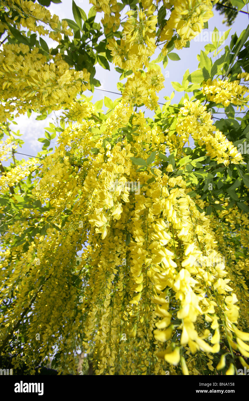 Norton Priory Museum & Gardens. Ad angolo basso, chiudere fino a tarda primavera vista di un arco maggiociondolo in piena fioritura. Foto Stock