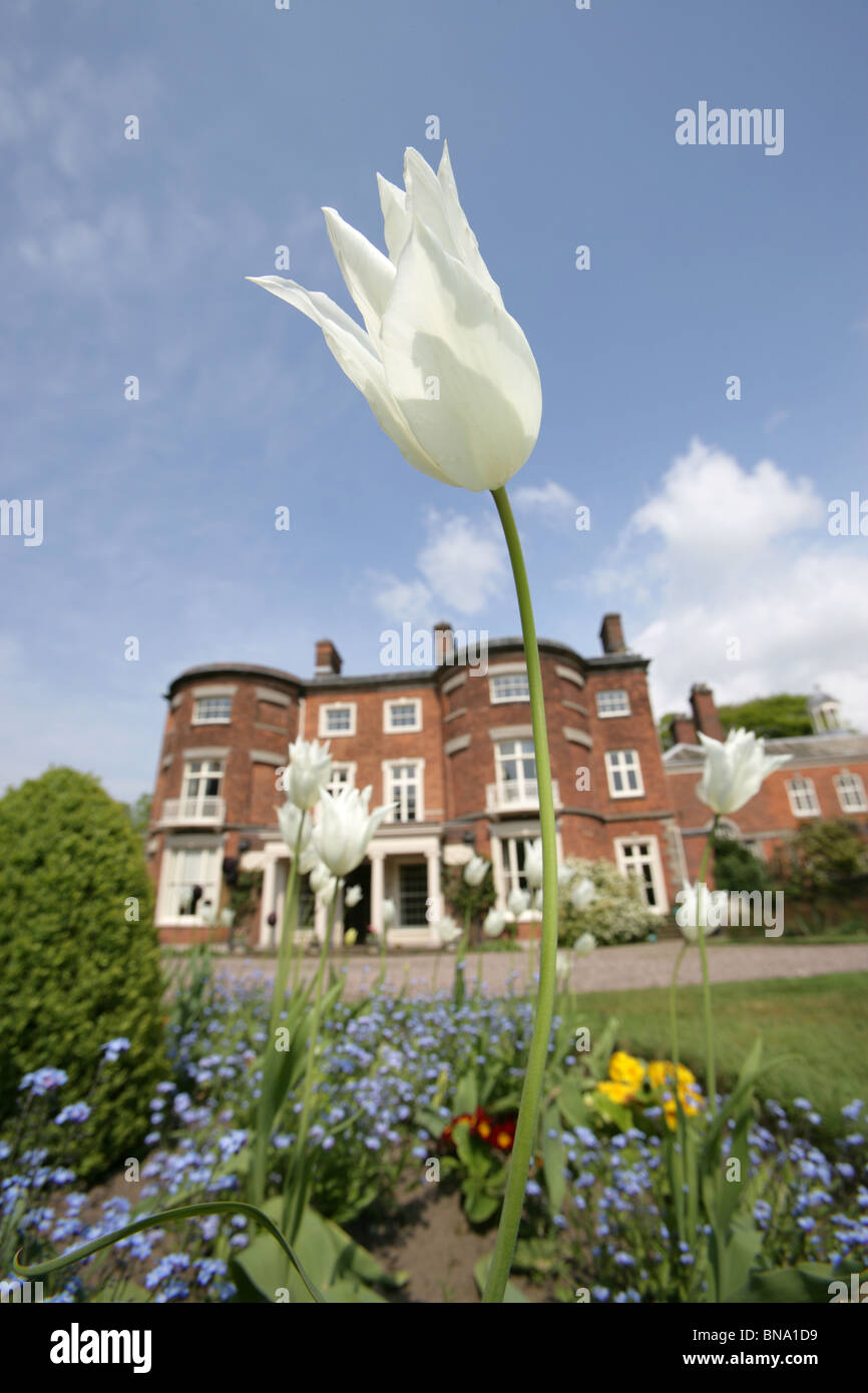 Rode Hall Country House e giardini. Pittoresca bassa molla ad angolo vista di tulipani bianco in piena fioritura a Rode Hall country house Foto Stock