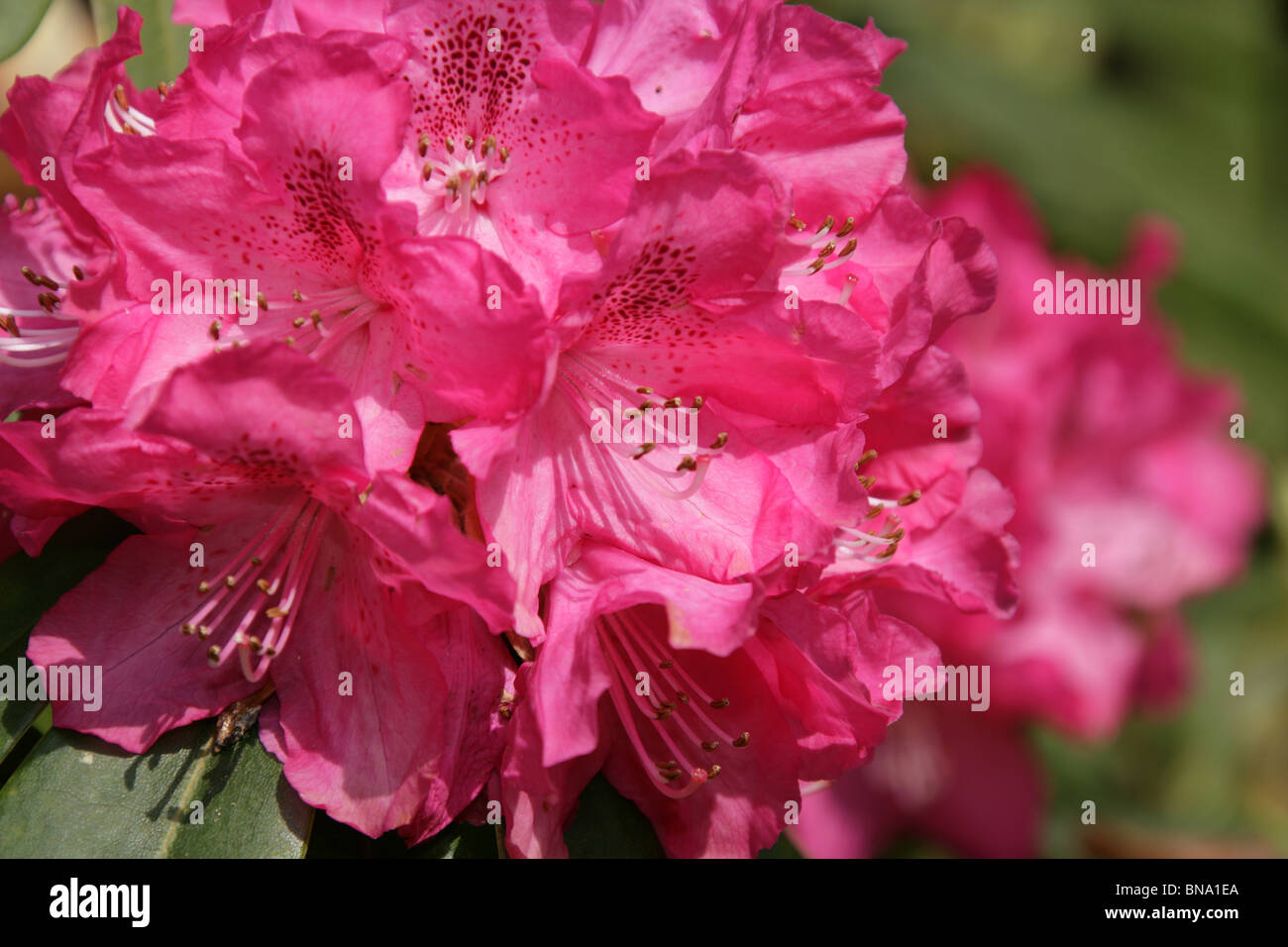 Rode Hall Country House e giardini. Close up vista primavera rosa di rododendri in piena fioritura a Rode Hall giardini e parco. Foto Stock