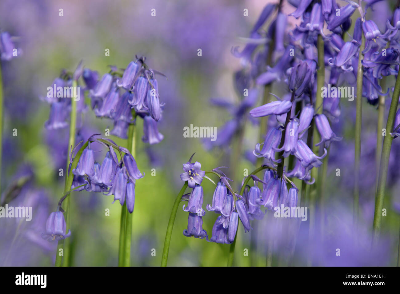 Rode Hall Country House e giardini. Molla di pittoresca vista delle Bluebells in piena fioritura a Rode Hall giardini e parco. Foto Stock