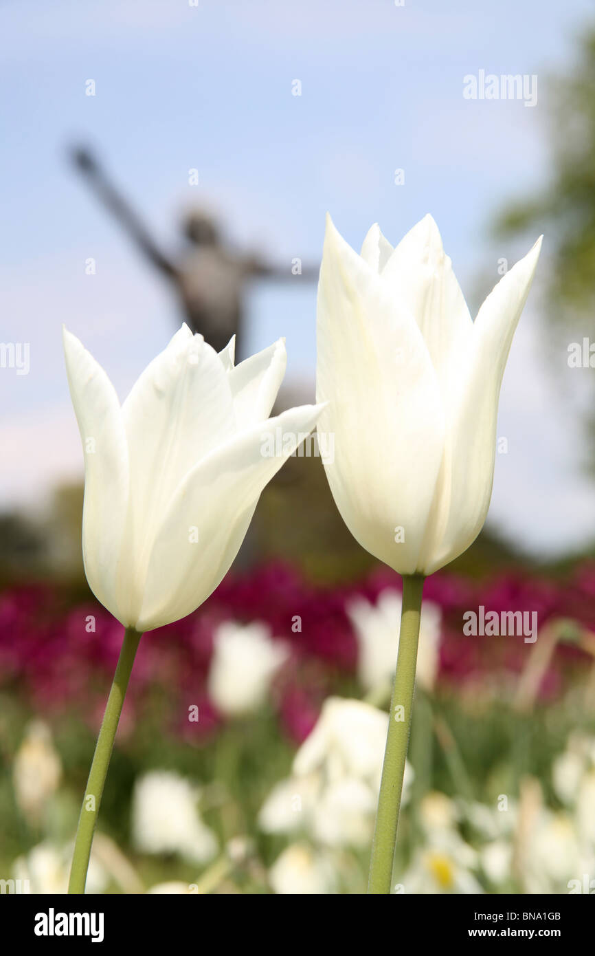 Rode Hall Country House e giardini. Pittoresca bassa molla ad angolo vista di tulipani bianco in piena fioritura a Rode Hall country house Foto Stock