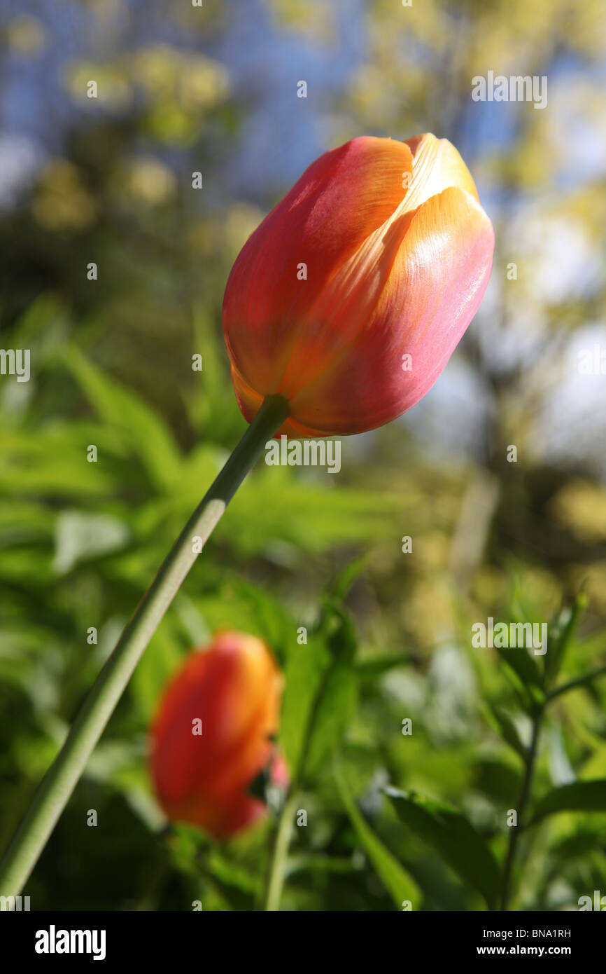 Stonyford Cottage Gardens, Inghilterra. Vista la molla di Orange e tulipani gialli in piena fioritura a Stonyford Cottage Gardens. Foto Stock