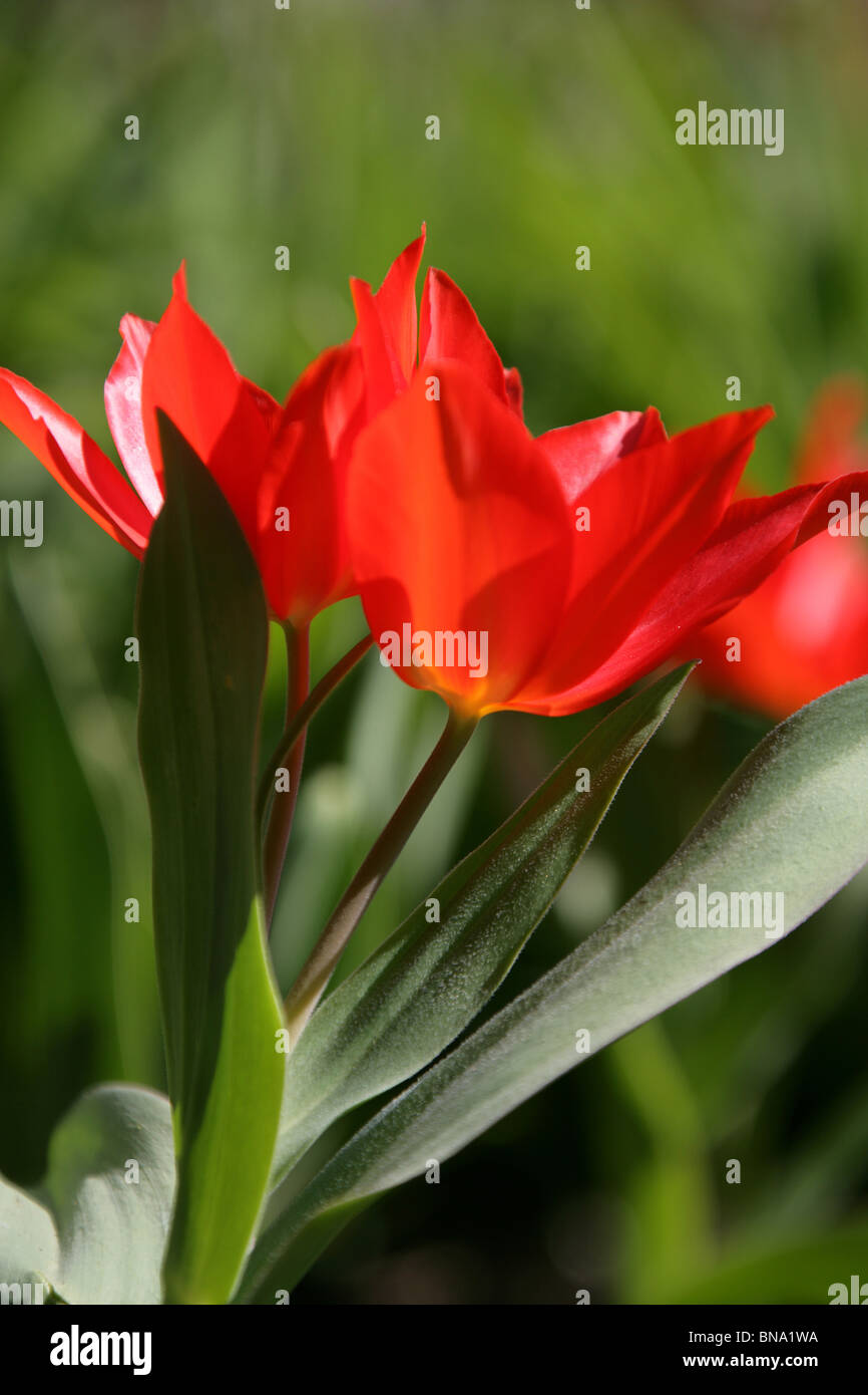 Stonyford Cottage Gardens, Inghilterra. Chiudere la molla vista di un rosso tulipano in piena fioritura a Stonyford Cottage Gardens. Foto Stock
