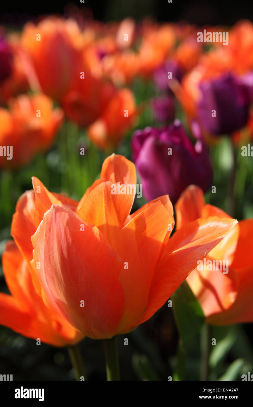 Giardino Abbeywood, Cheshire. Chiudere la molla vista di tulipani in piena fioritura entro il parterres fioriti di Abbeywood giardino piscina del giardino. Foto Stock