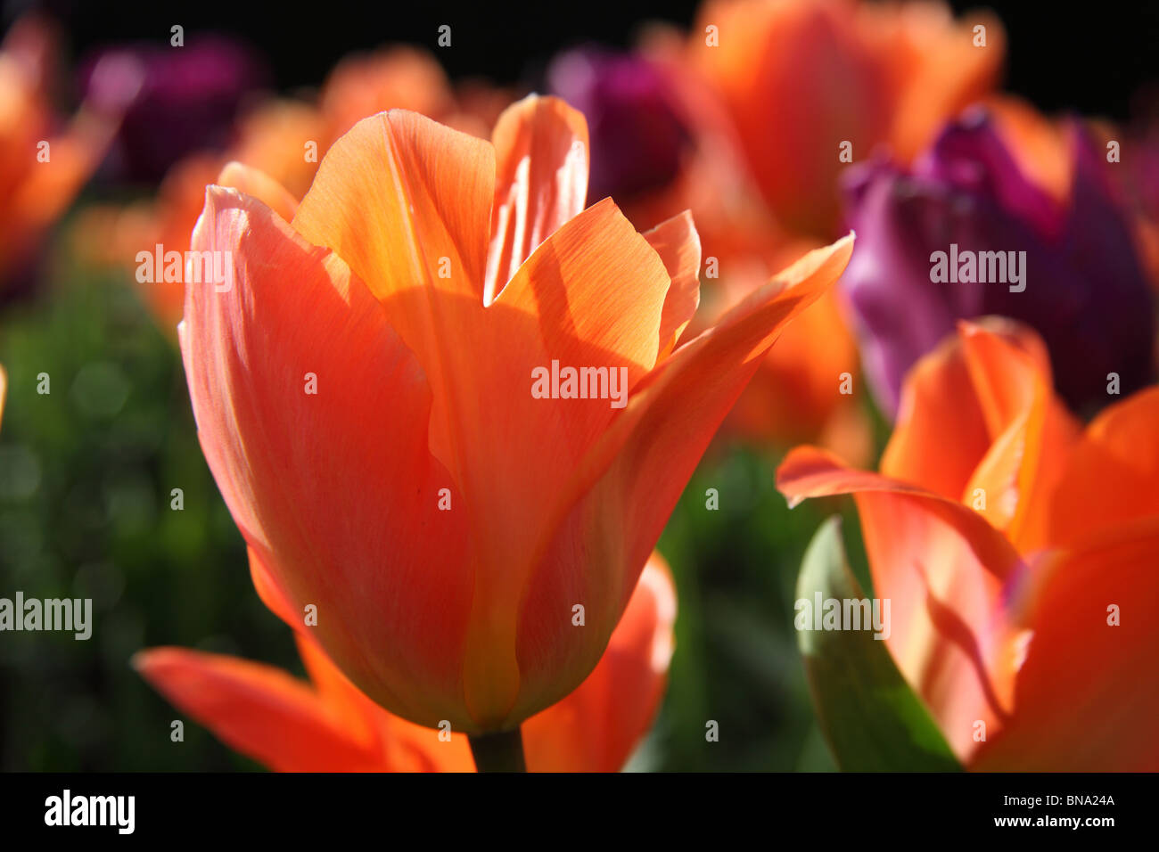 Giardino Abbeywood, Cheshire. Chiudere la molla vista di tulipani in piena fioritura entro il parterres fioriti di Abbeywood giardino piscina del giardino. Foto Stock