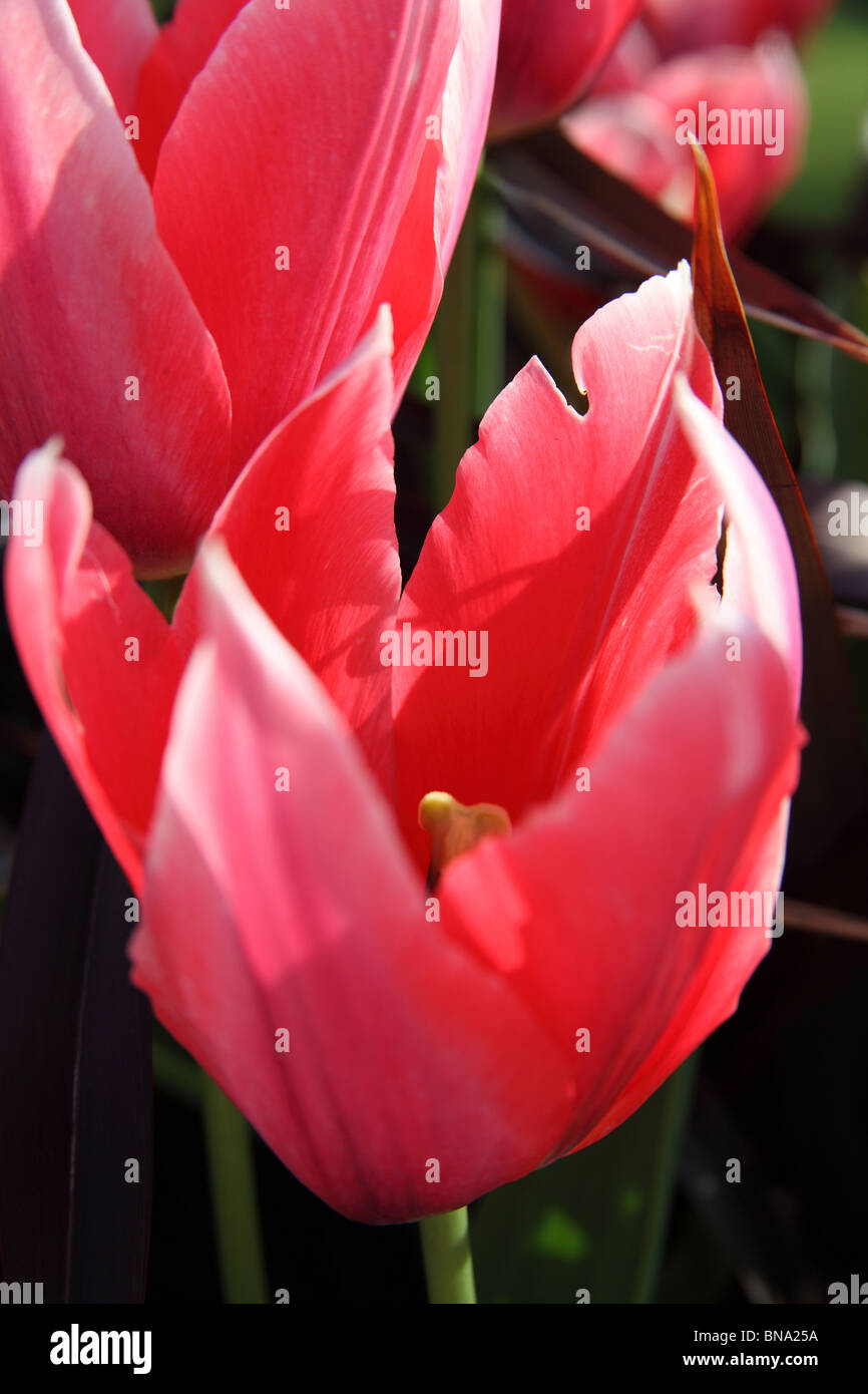 Giardino Abbeywood, Cheshire. Chiudere la molla vista di tulipani in piena fioritura entro la pergola giardino di Abbeywood giardino. Foto Stock