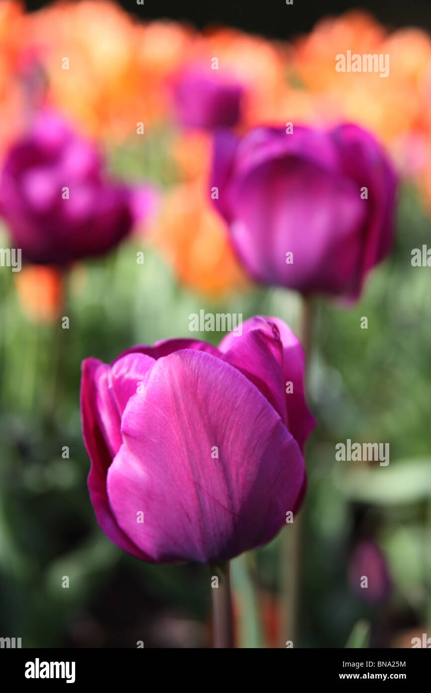 Giardino Abbeywood, Cheshire. Chiudere la molla vista di tulipani in piena fioritura entro il parterres fioriti di Abbeywood giardino piscina del giardino. Foto Stock
