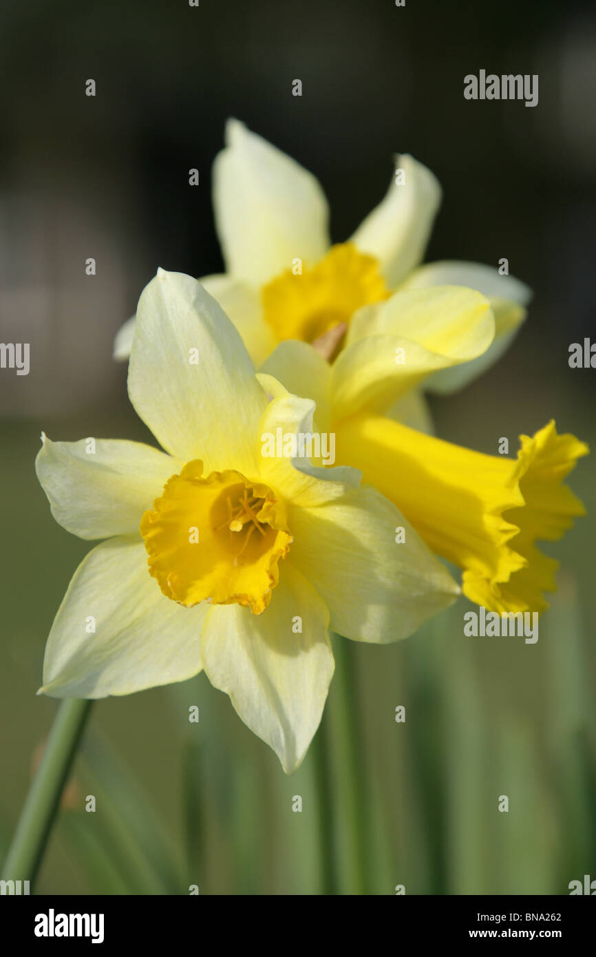 Giardino Abbeywood, Cheshire. Chiudere la molla vista di narcisi in fiore in giardino Abbeywood. Foto Stock