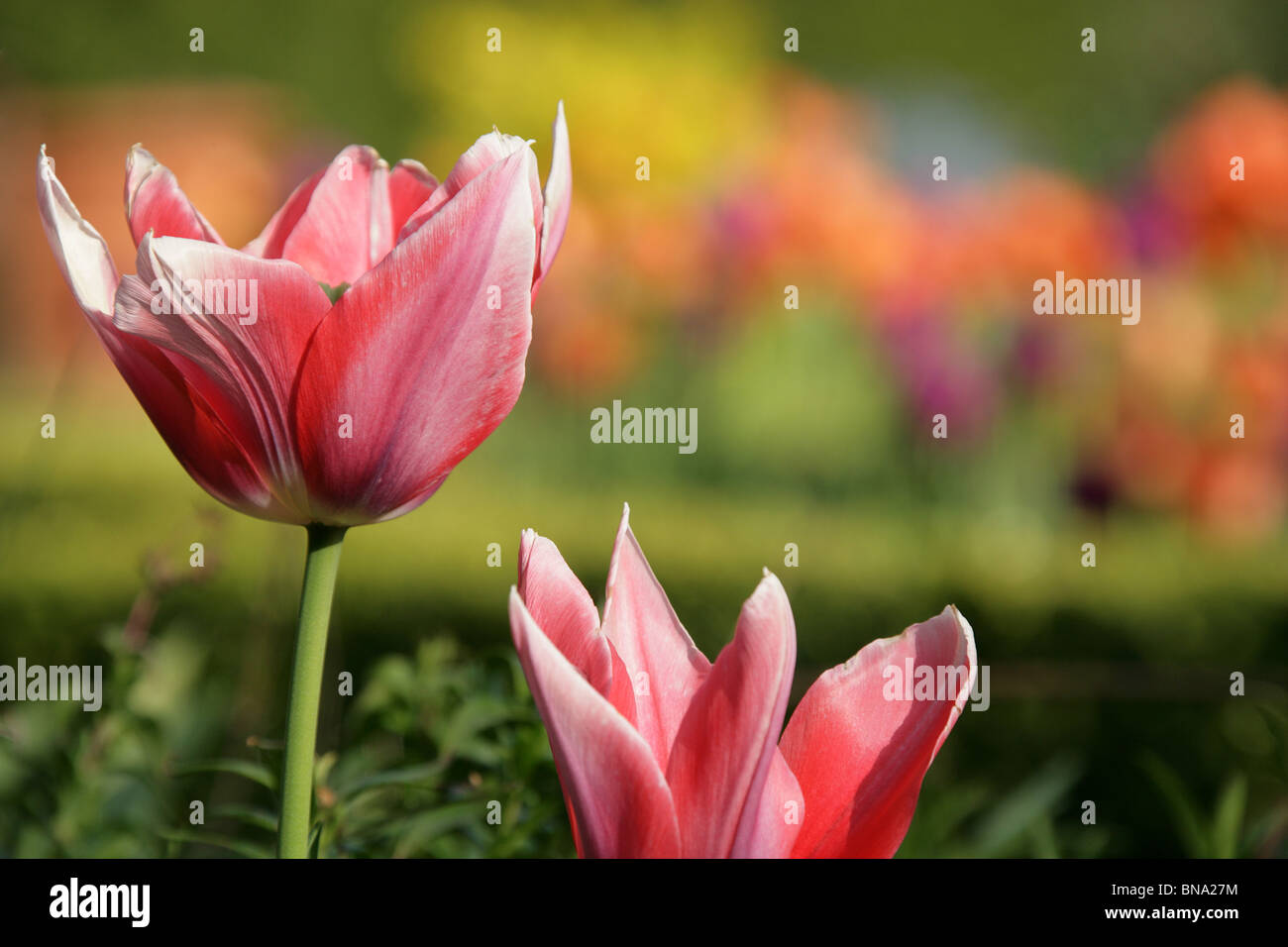 Giardino Abbeywood, Cheshire. Chiudere la molla vista di tulipani in piena fioritura entro il parterres fioriti di Abbeywood giardino piscina del giardino. Foto Stock