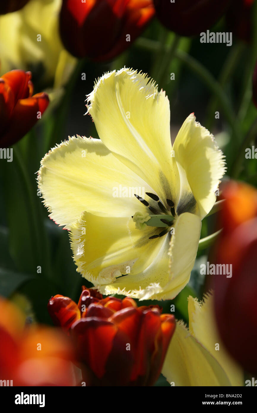 Giardino Abbeywood, Cheshire. Vista a molla dei tulipani gialli in piena fioritura a Abbeywood giardino. Foto Stock