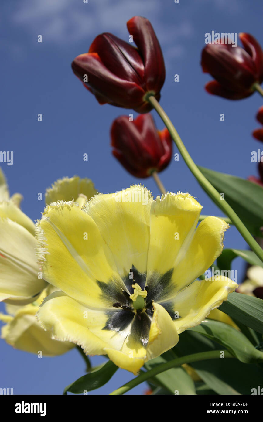 Giardino Abbeywood, Cheshire. Vista la molla di giallo e russet tulipani colorati in piena fioritura a Abbeywood giardino. Foto Stock