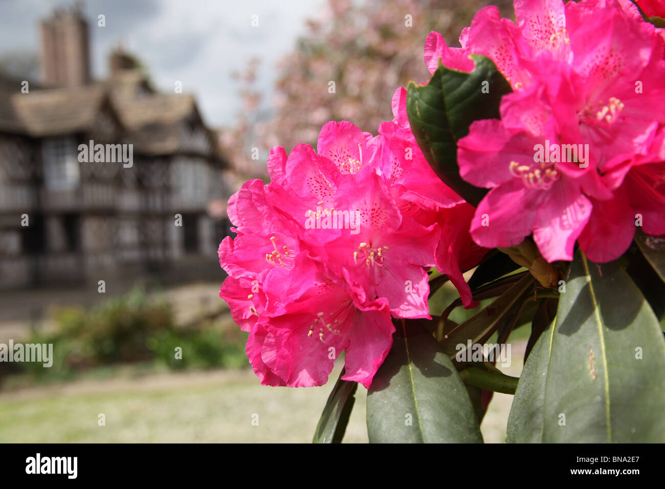 Adlington Hall & Gardens, Inghilterra. Rossi rododendri in piena fioritura con il Tudor esterno della Adlington Hall in background. Foto Stock