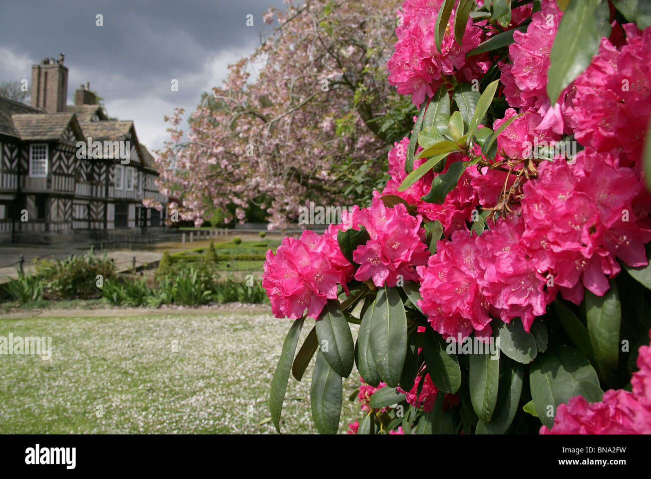Adlington Hall & Gardens, Inghilterra. Rossi rododendri in piena fioritura con il Tudor esterno della Adlington Hall in background. Foto Stock