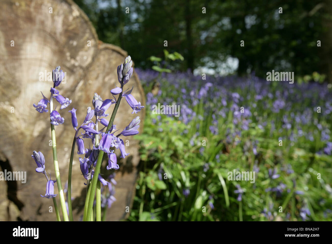 Adlington Hall & Gardens, Inghilterra. Vista della molla delle Bluebells entro la sezione di deserto di Adlington Hall gardens. Foto Stock