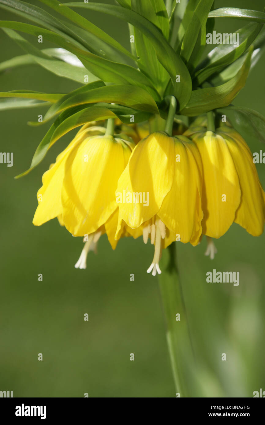 Arley Hall & Gardens, Inghilterra. La molla vista ravvicinata del Giallo fritillaria imperiale di corona di fiori a campana. Foto Stock