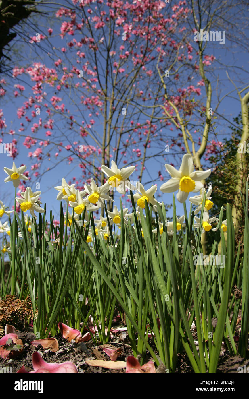 Arley Hall & Gardens, Inghilterra. Bassa molla ad angolo vista di narcisi in fiore con una magnolia sprengeri in background. Foto Stock