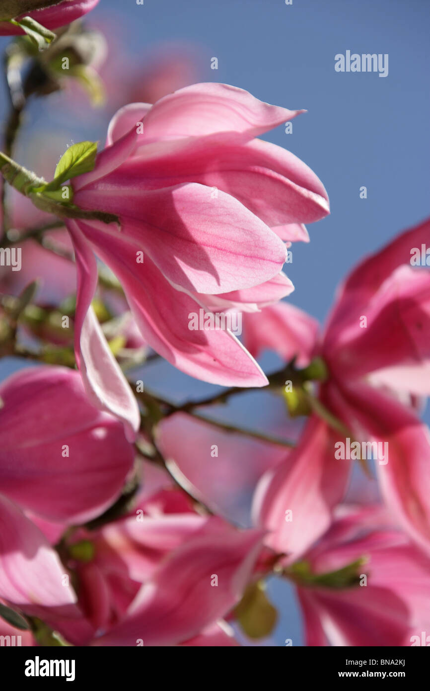 Arley Hall & Gardens, Inghilterra. Chiudere la molla vista di una magnolia sprengeri in piena fioritura nel Grove Woodland Garden. Foto Stock