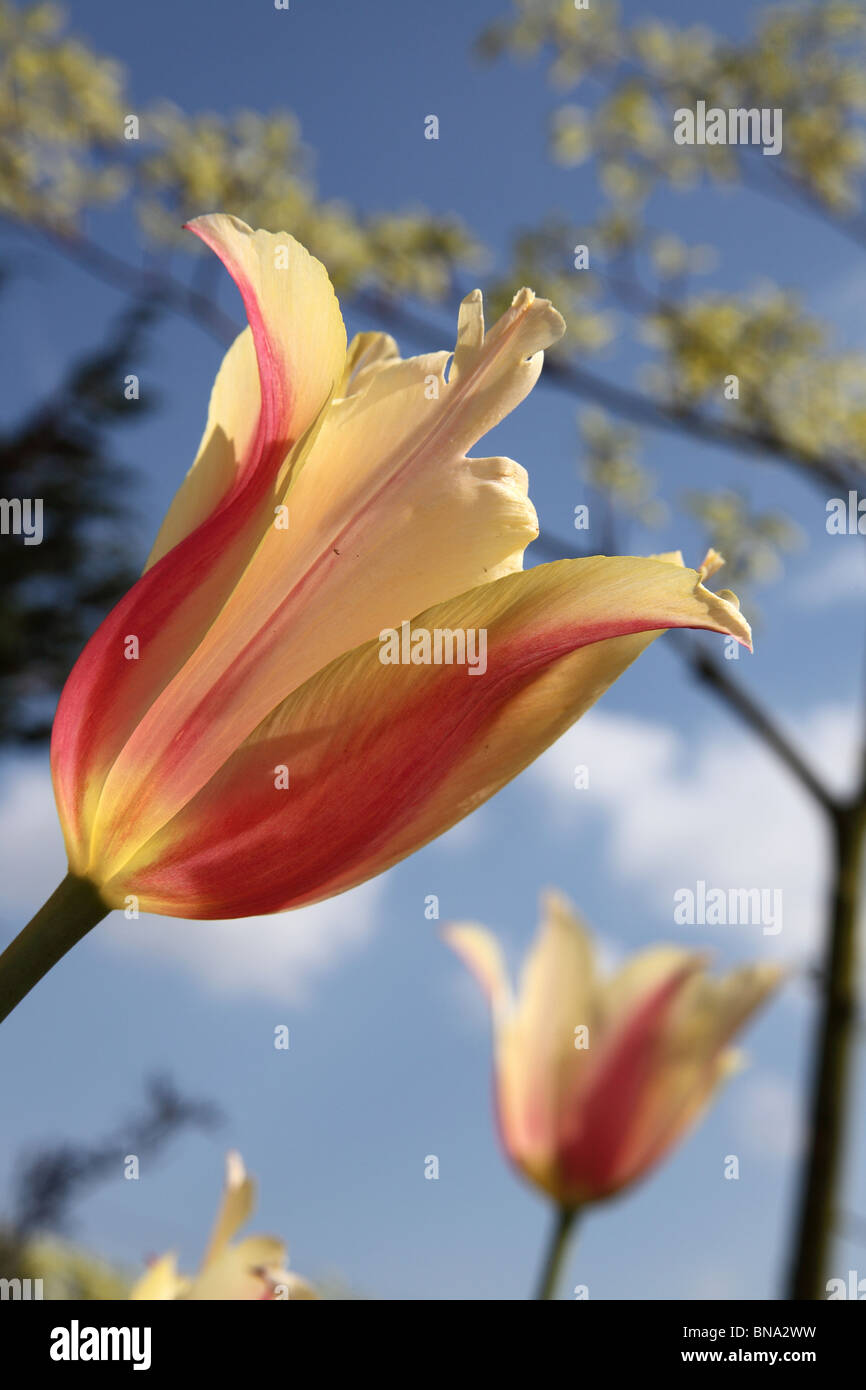 Bluebell Cottage Gardens, Inghilterra. Chiudere fino a basso angolo vista a molla, di rosa e tulipani gialli in piena fioritura. Foto Stock