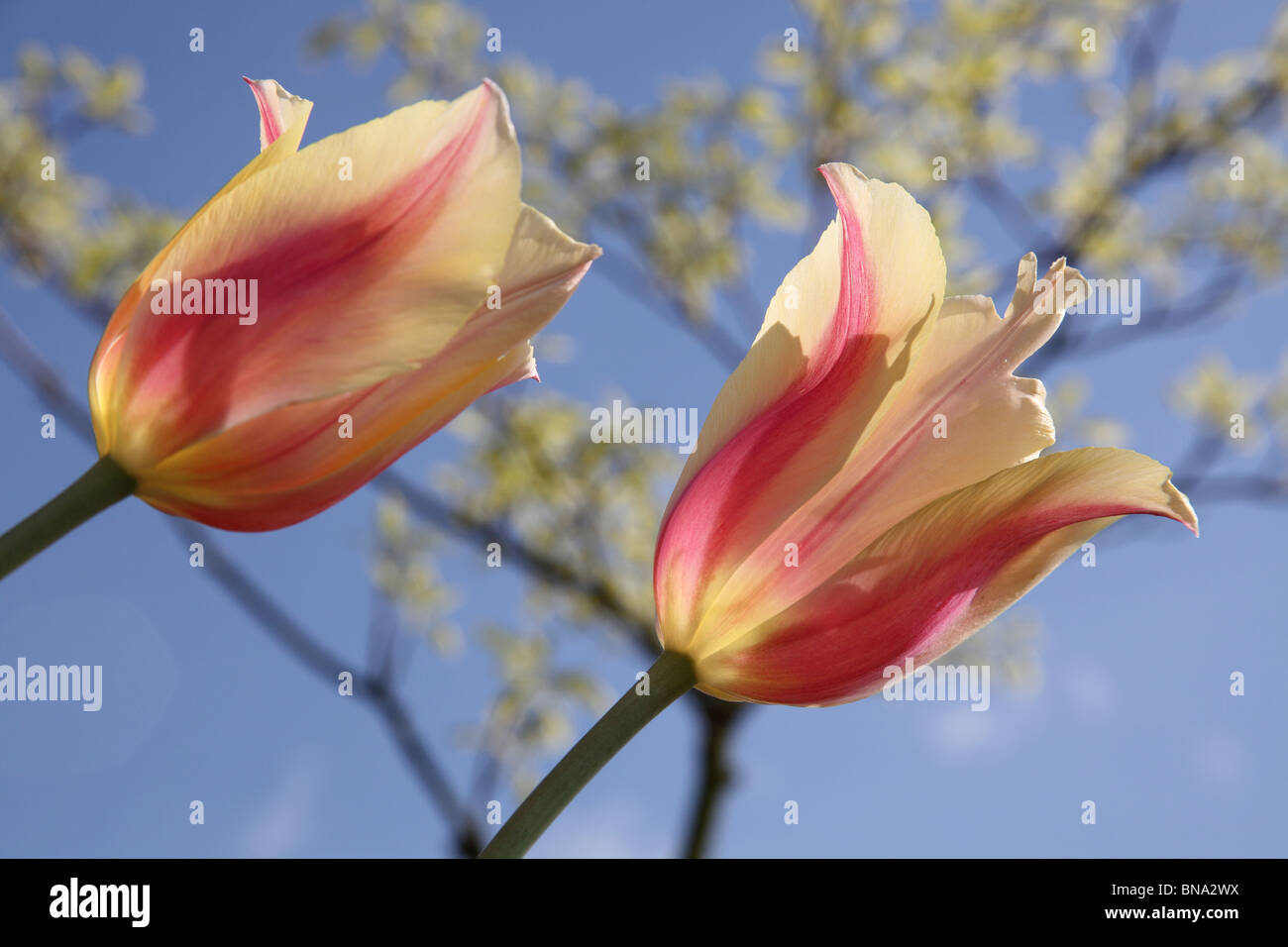 Bluebell Cottage Gardens, Inghilterra. Chiudere fino a basso angolo vista a molla, di rosa e tulipani gialli in piena fioritura. Foto Stock