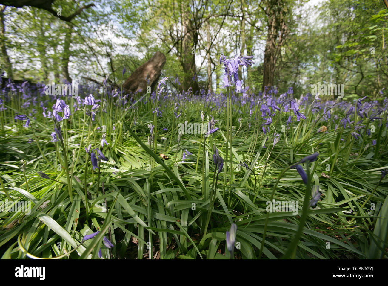 Bluebell Cottage Gardens, Inghilterra. Vista la molla di Bluebell di legno ricoperto di un tappeto di bluebells. Foto Stock