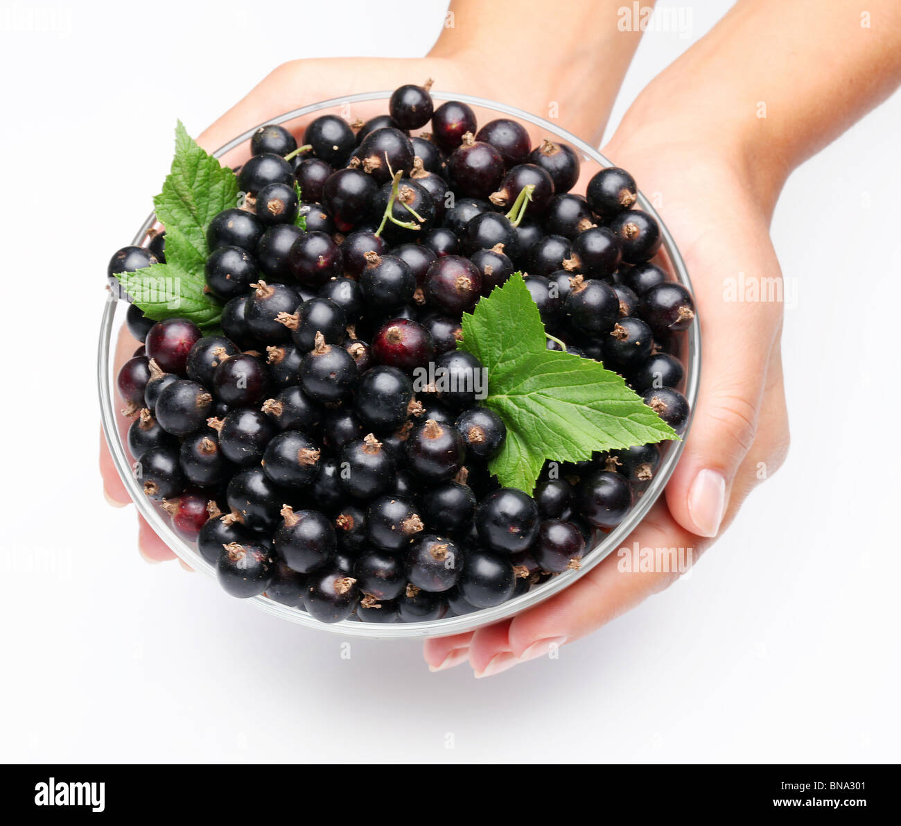 Stoviglie con ribes nero nelle mani della donna. Isolato su uno sfondo bianco. Foto Stock