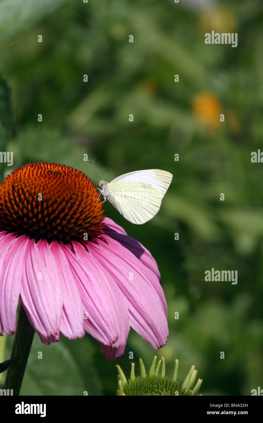 Una femmina di zolfo comune butterfly, Colias philodice, alimentazione su un viola Coneflower, Echinacea purpurea. New Jersey, USA. Foto Stock