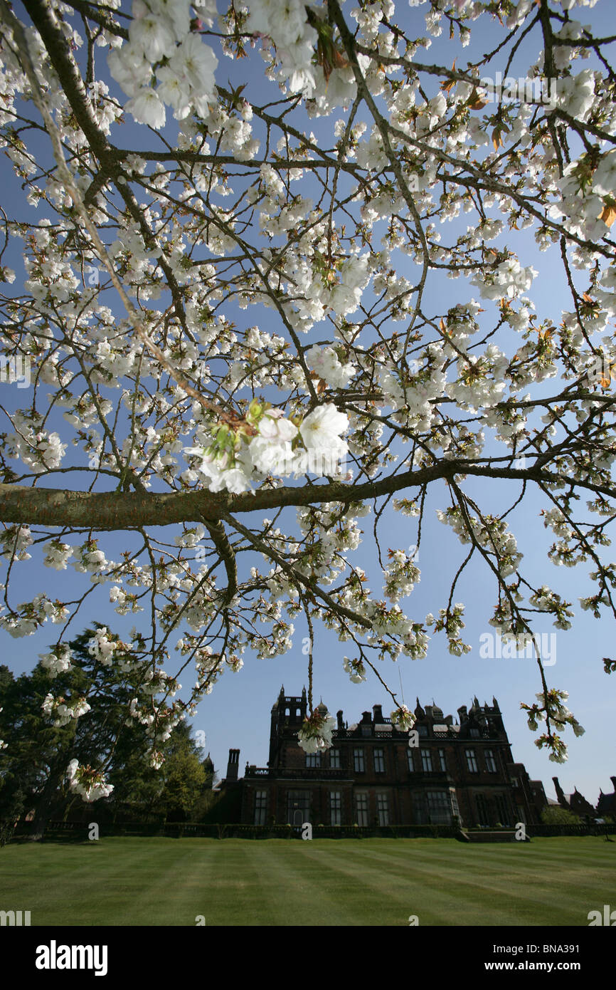 Capesthorne Hall, Inghilterra. Vista la molla di un fiore di ciliegio albero con Capesthorne Hall stagliano in background. Foto Stock