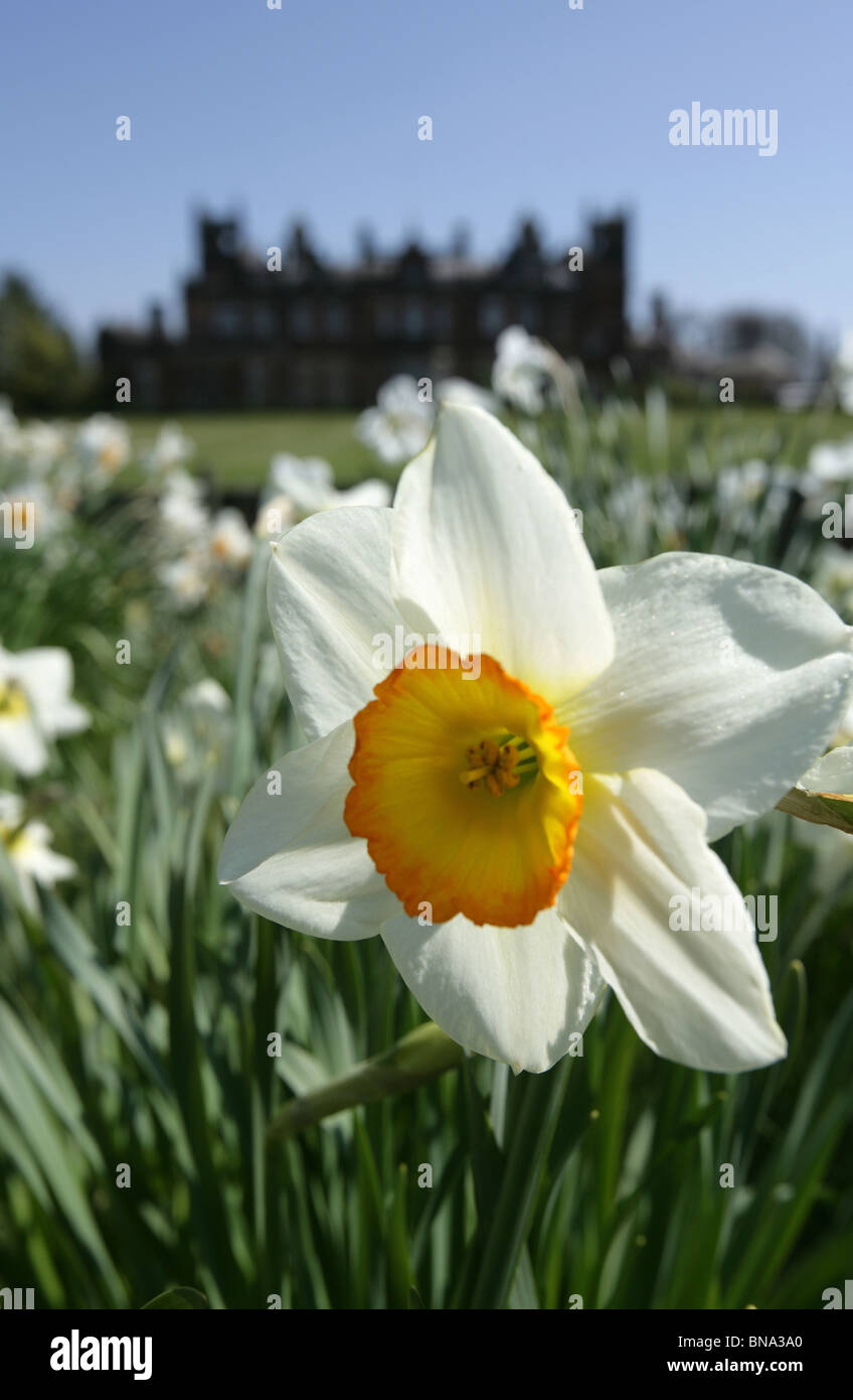 Capesthorne Hall, Inghilterra. Chiudere la molla vista di narcisi in fiore con Capesthorne Hall stagliano in background. Foto Stock