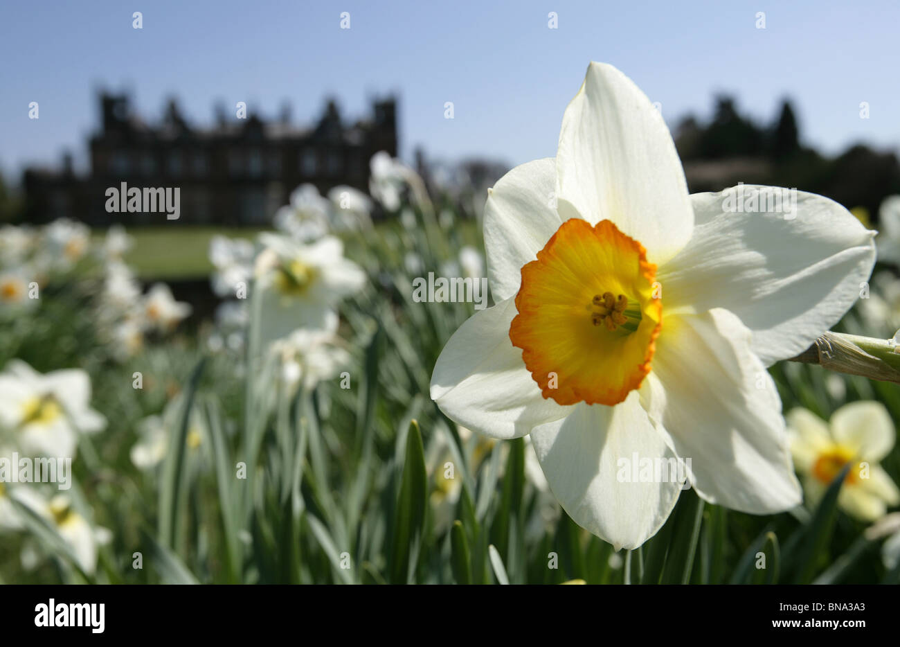 Capesthorne Hall, Inghilterra. Chiudere la molla vista di narcisi in fiore con Capesthorne Hall stagliano in background. Foto Stock