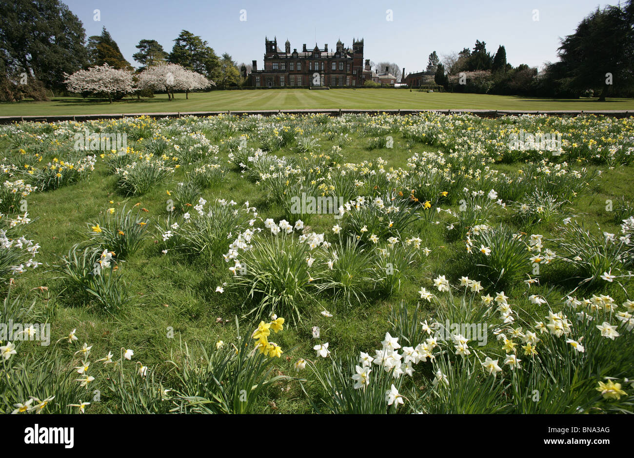 Capesthorne Hall, Inghilterra. Stagliano molla vista del Capesthorne Hall con narcisi e fiori di ciliegio alberi in piena fioritura. Foto Stock