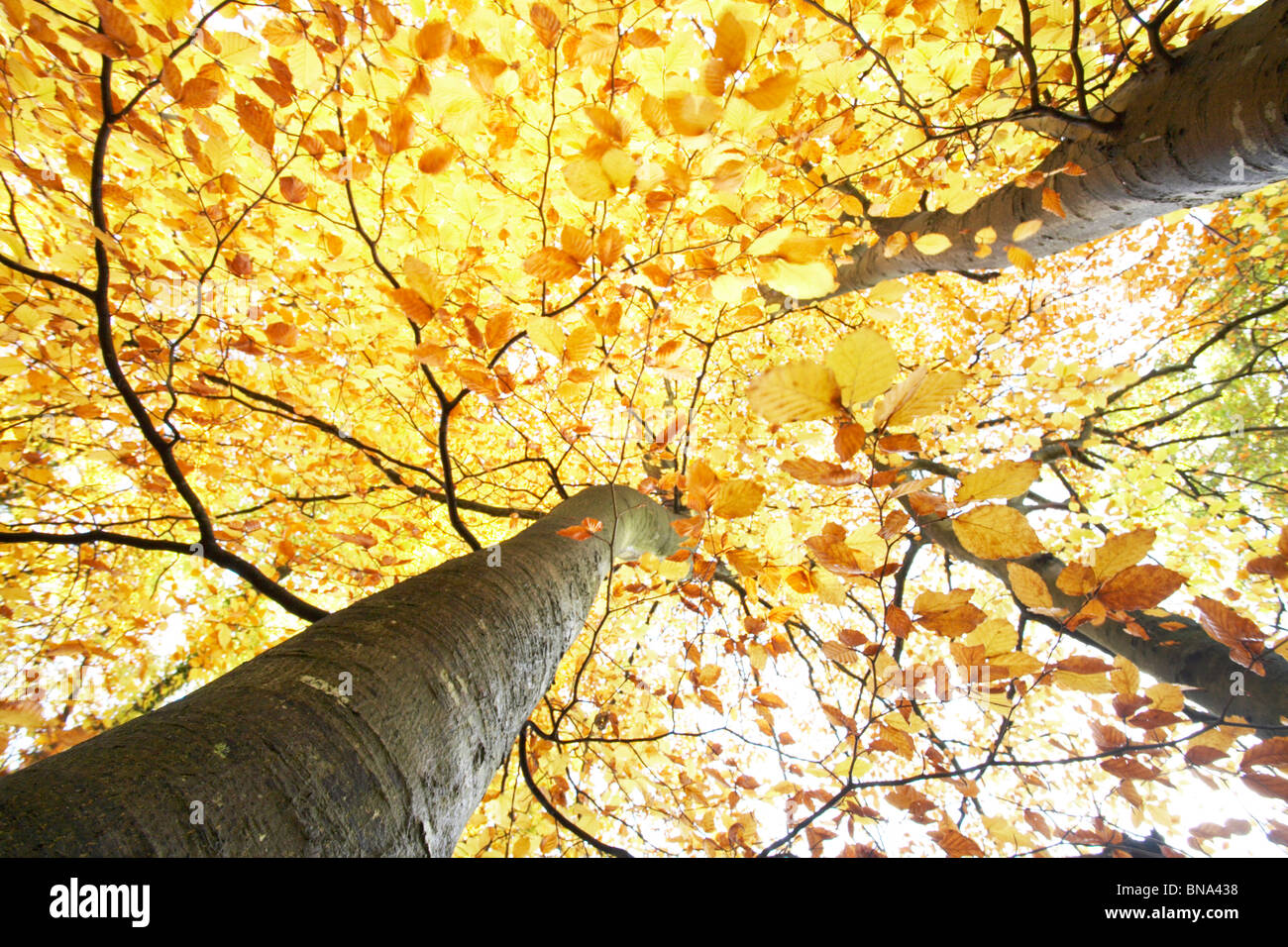 Giallo brillante, foglie di autunno albero canopy, Royal Foresta di Dean, Gloucestershire, England, Regno Unito Foto Stock