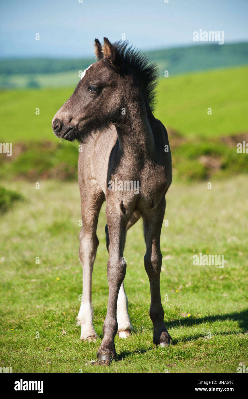 Ritratto di Welsh mountain pony puledro, fieno Bluff, Galles Foto Stock