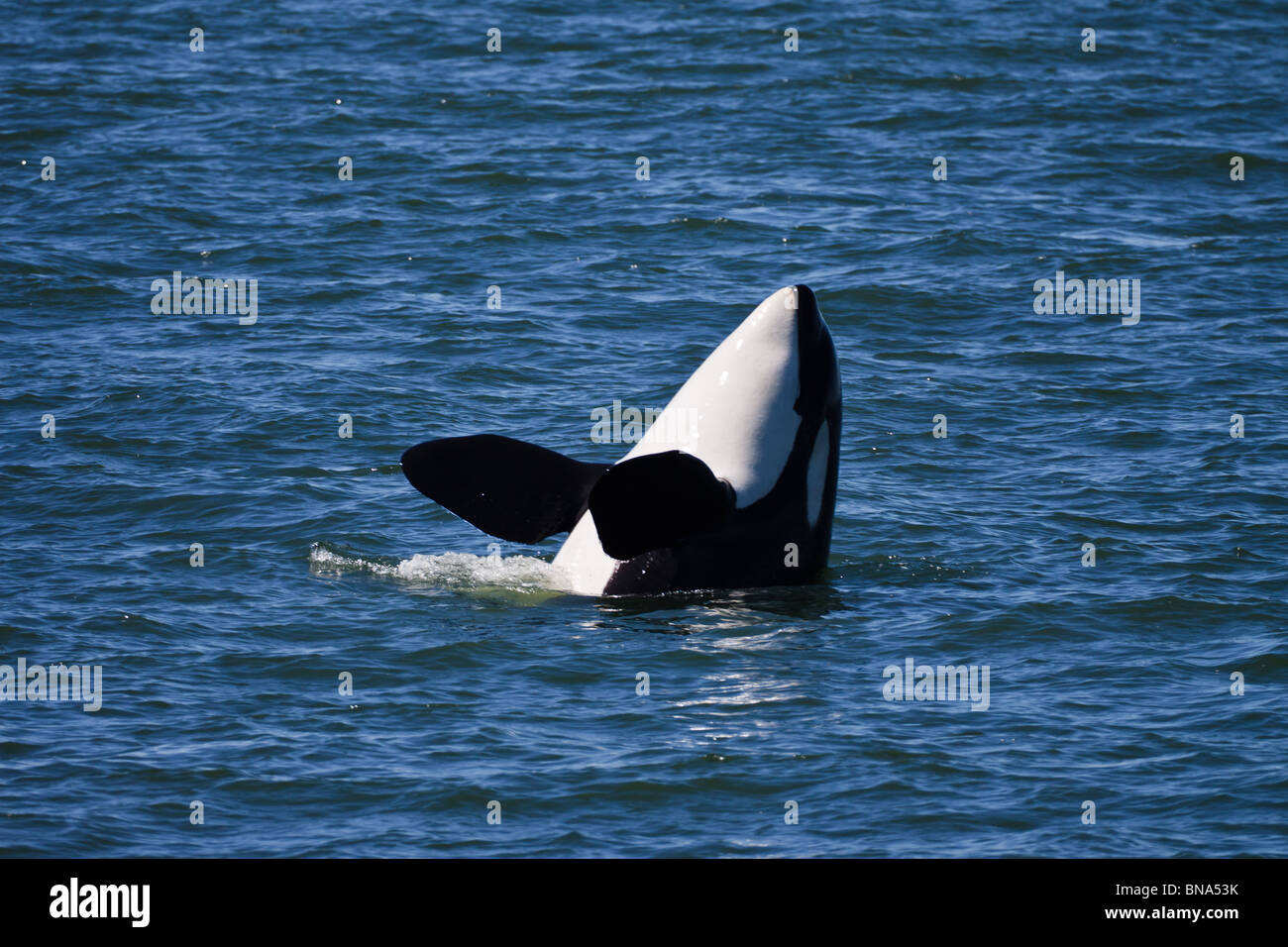 Orca whale Shachi J19 , femmina, nato 1979, spy-hopping, Nord del Puget Sound o Salish mare, tra WA USA e BC Canada Foto Stock
