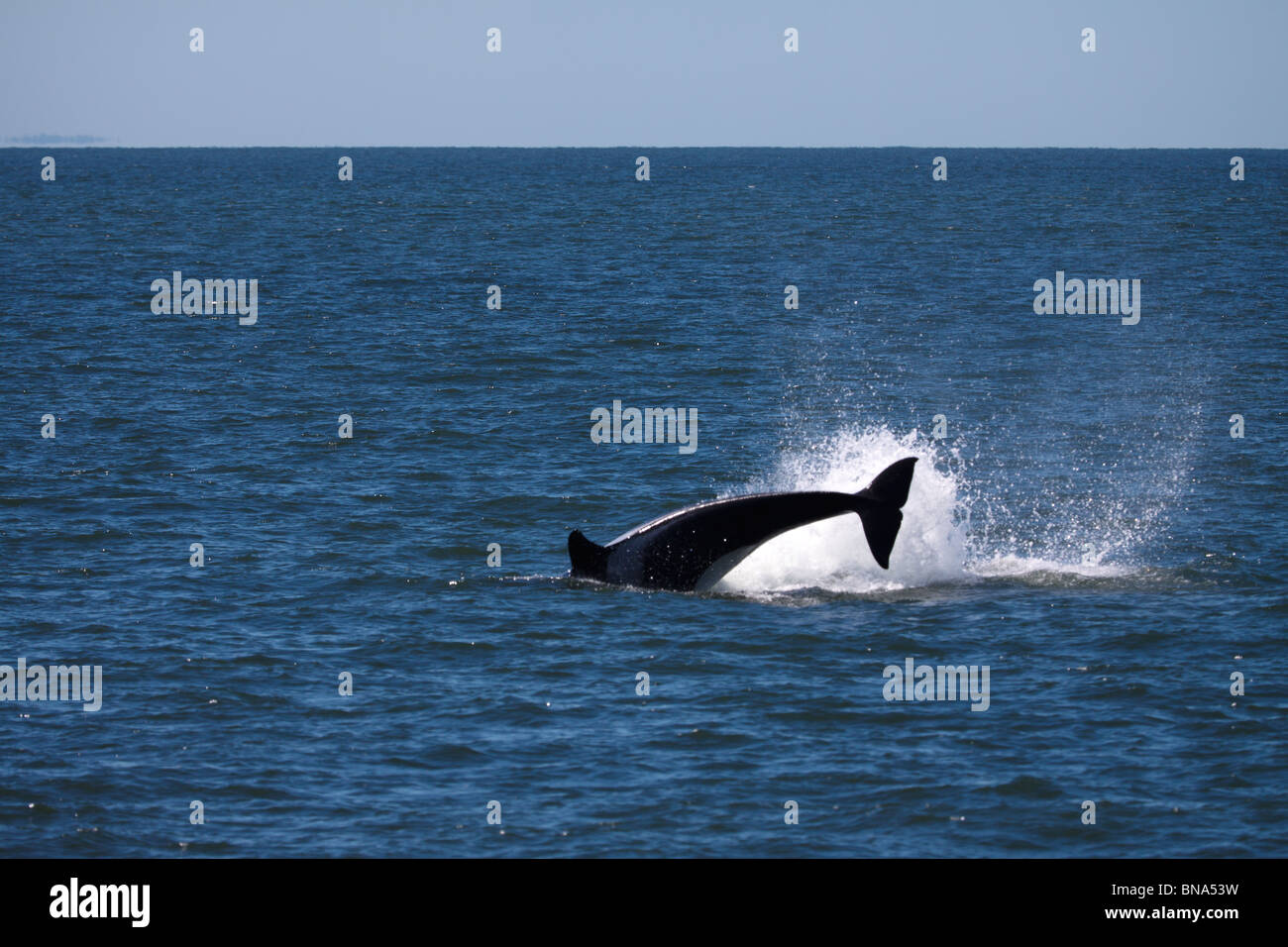 Orca whale collettore, settentrionale del Puget Sound o Salish mare, tra Washington e Canada, America del Nord Foto Stock