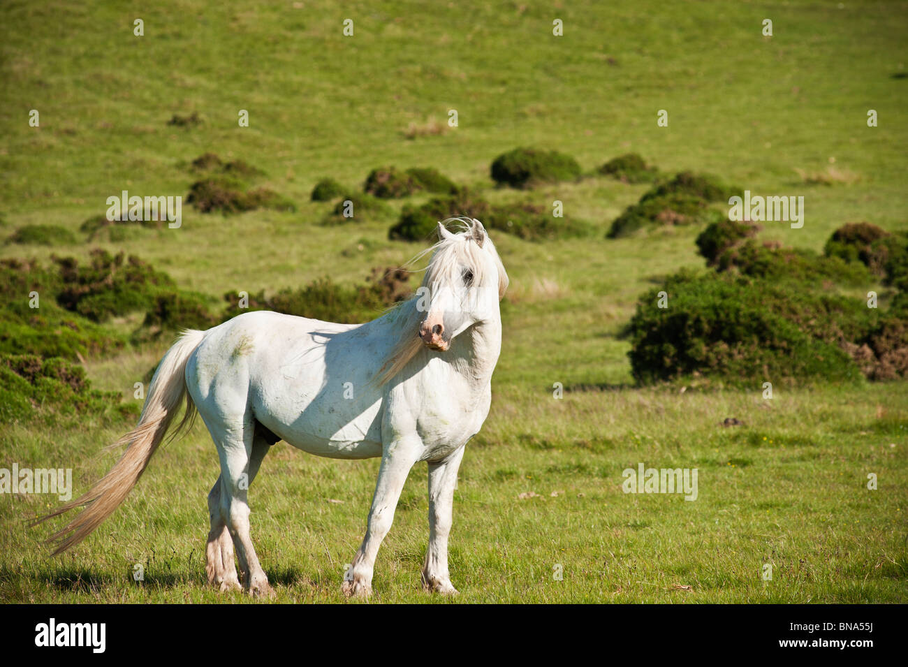 White Welsh pony di montagna su una collina, fieno Bluff, Galles Foto Stock