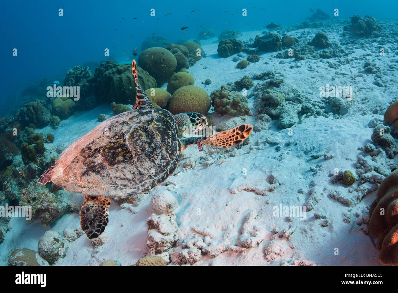 Atlantic tartaruga embricata (Eretmochelys imbricata imbricata) nuoto su un tropicale Coral reef Foto Stock