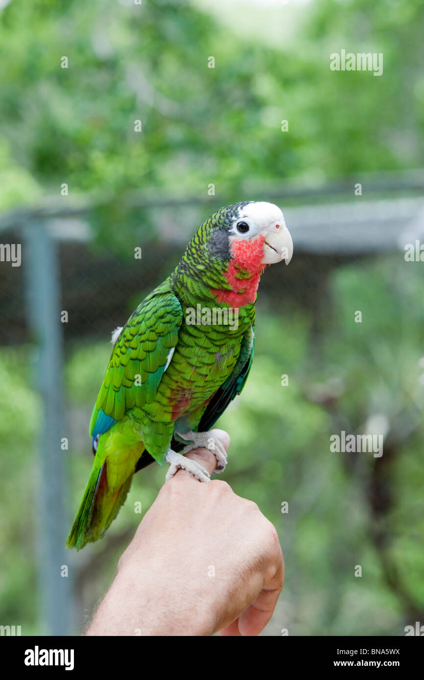 Amazona cubano leucocephala di pappagallo a portata di mano Foto Stock